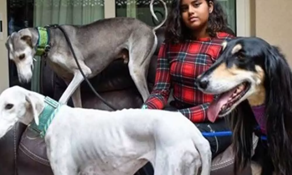 Indian teen designs calendar to promote dog adoption