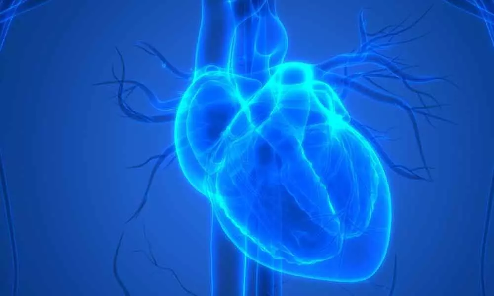 Sydney: Protein therapy may improve heart attack outcomes