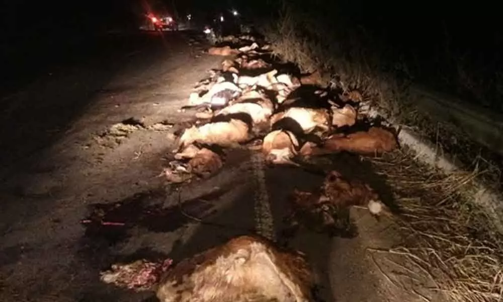 Telangana: 250 sheep die after being hit by lorry in Warangal
