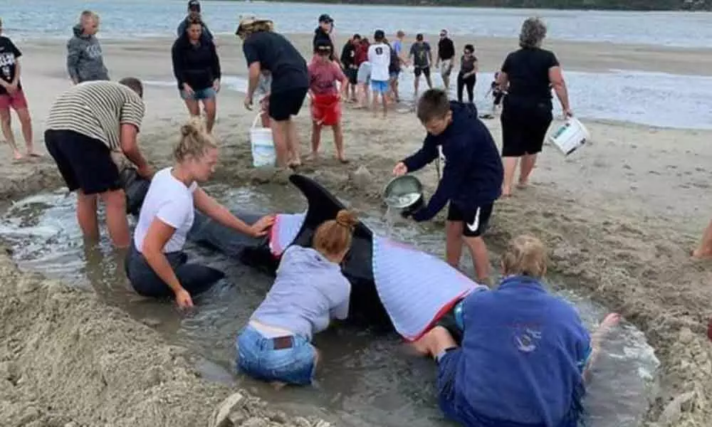 Seven stranded whales re-floated in New Zealand