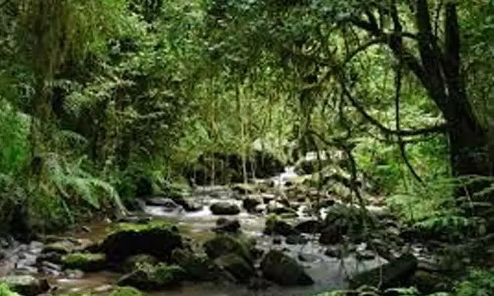 Madagascars rainforest habitat under threat