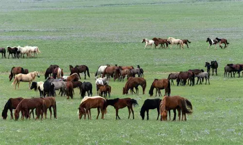 UP reinforces ban on spiked metal bits for horses