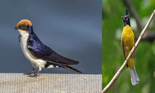 Buxa Bird Festival begins in West Bengal