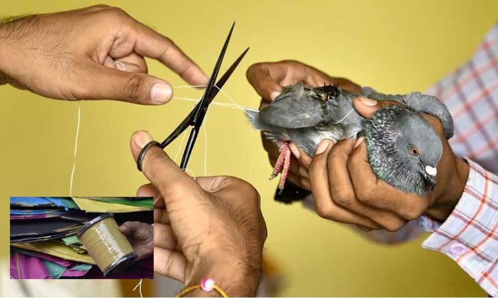 Enthusiasts Beware Kite Flying With Chinese Manja Can Land You In Jail