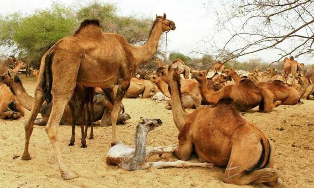 Australia to kill up to 10,000 Camels amid wildfires: Report