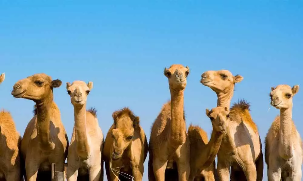 Sydney wildfire: 10,000 camels to be massacred for drinking too much water