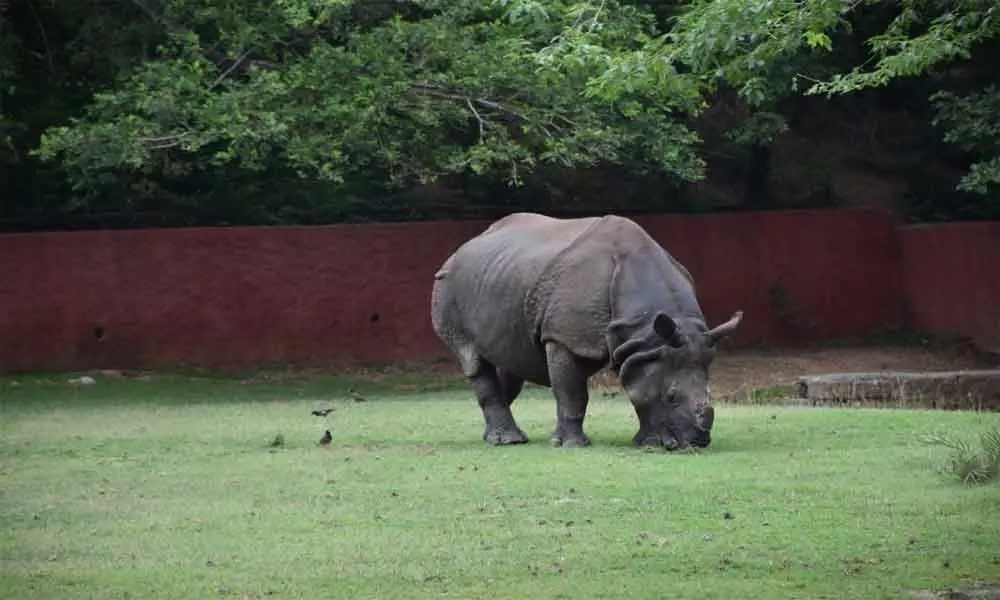 Pune youth adopts Great Indian Rhino