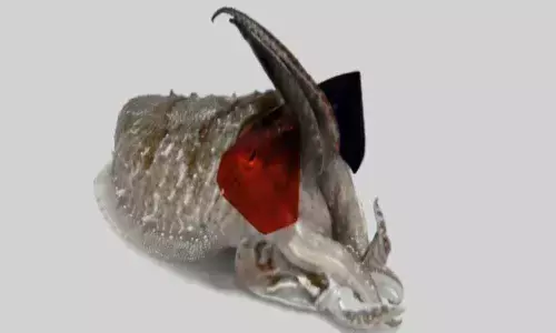Scientists put 3D glasses on cuttlefish to find how they see