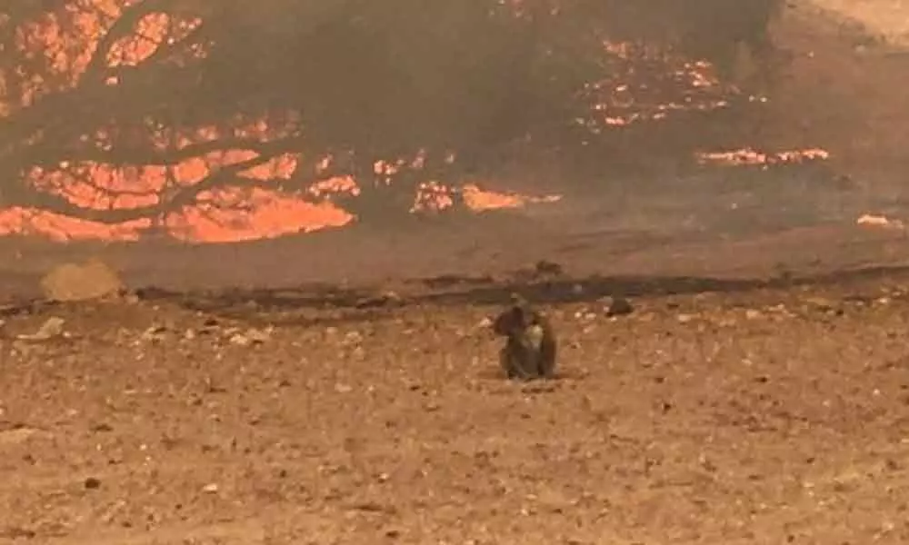 Australian animals face extinction threat as bushfire toll mounts