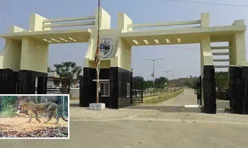 Leopard spotted at Telangana university in Nizamabad