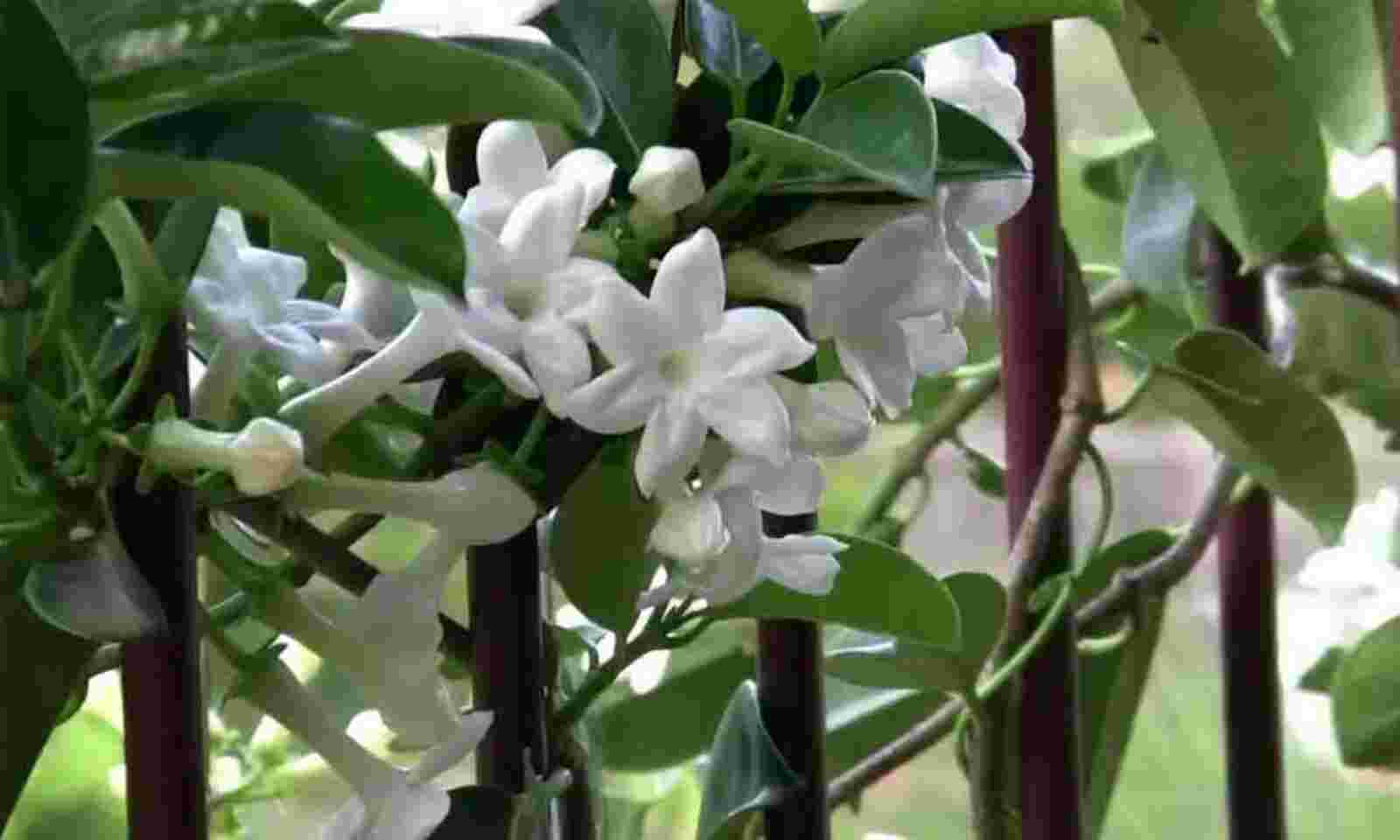 Jasmine Losing Fragrance In Telangana State