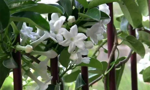 Jasmine losing fragrance in Telangana State