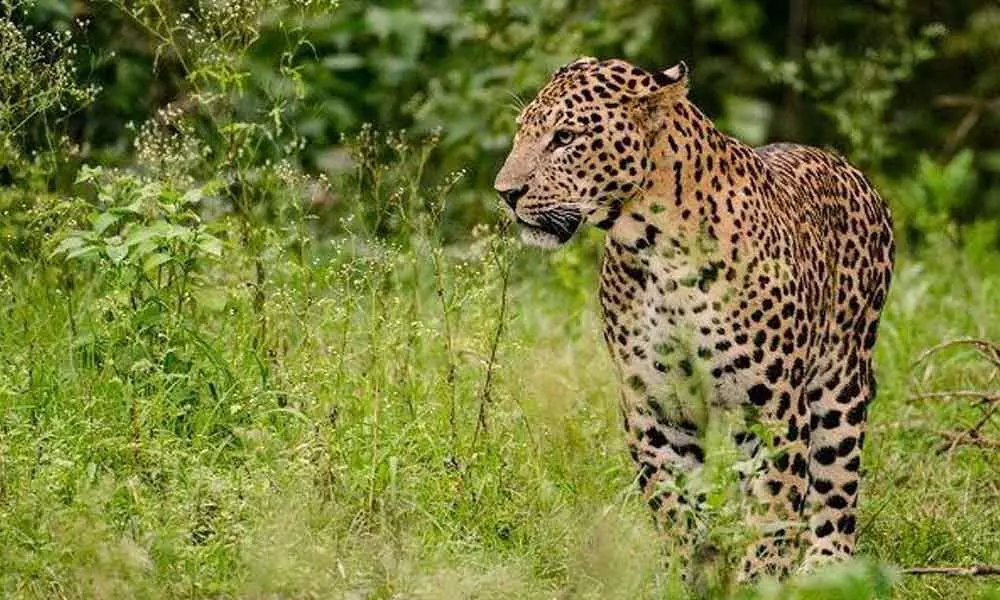Nizamabad: Efforts are on to nab leopard at Telangana campus