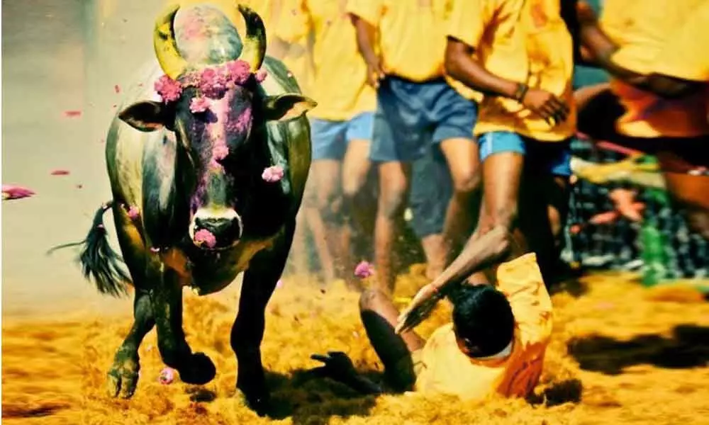 Jallikattu: One gored to death and three injured during bull taming sport in Chittoor