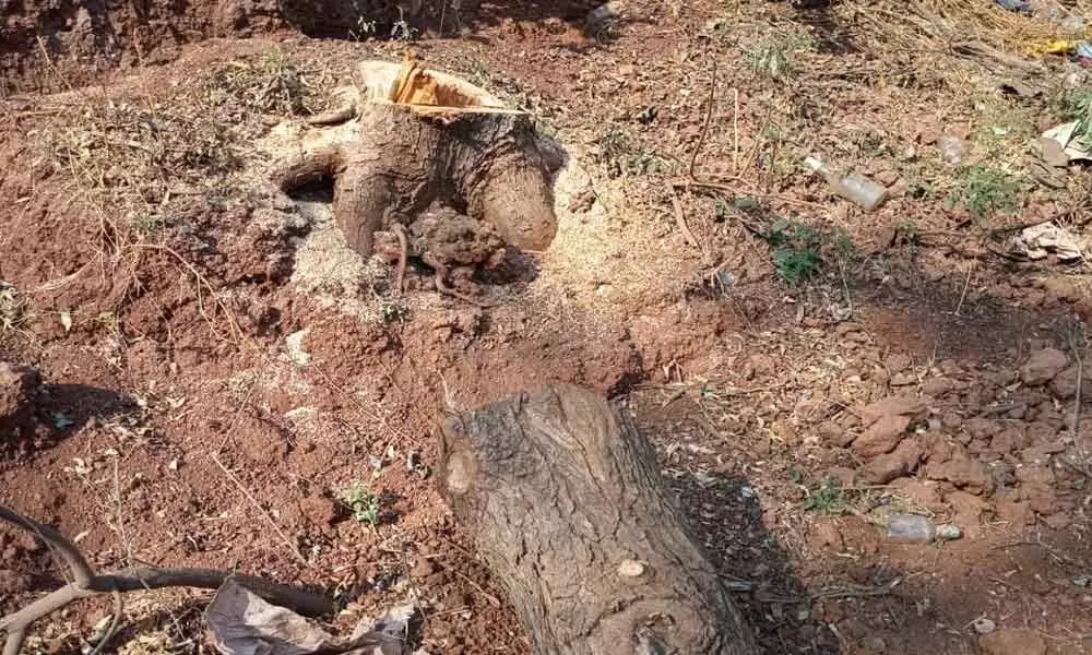 Forest trees felled by local leader