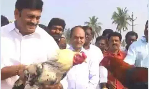 Sankranti Special: YSRCP MP Ragurama Krishnan Raju kick-starts cockfights in  Bhimavaram