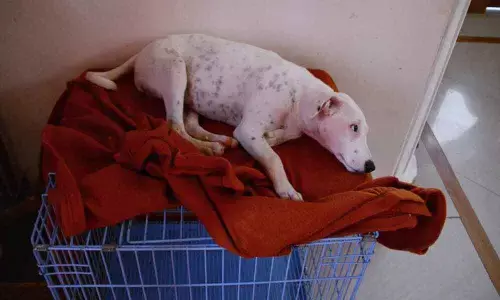 A heaven for deserted animals