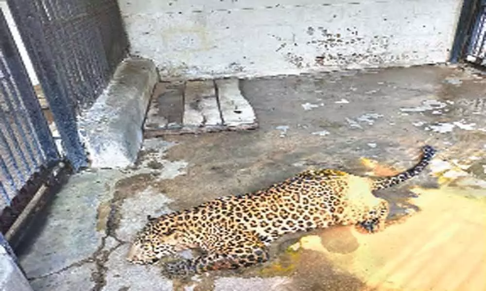 Panther rescued by zoo staff