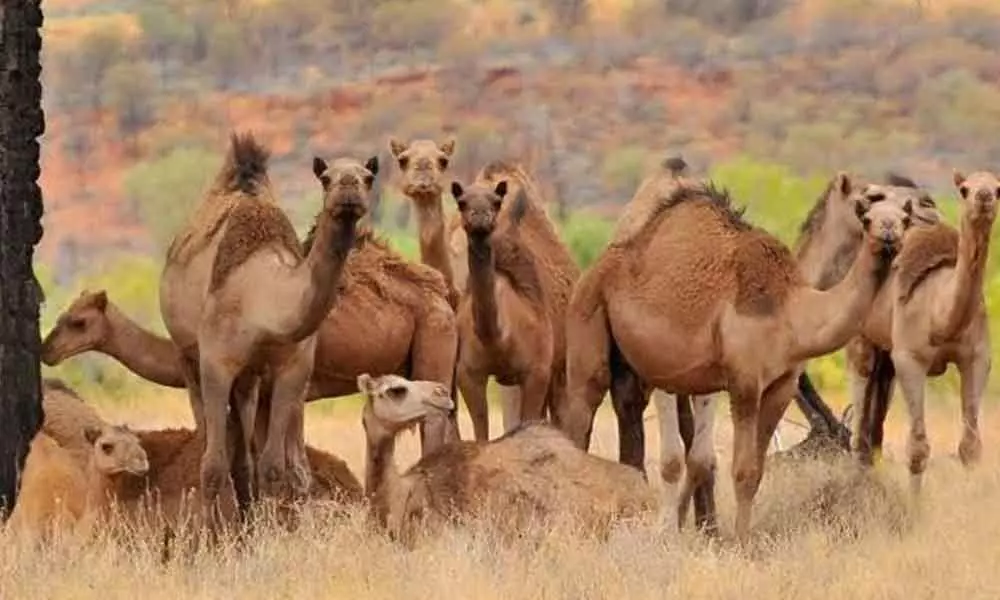 5,000 camels shot dead in Australia