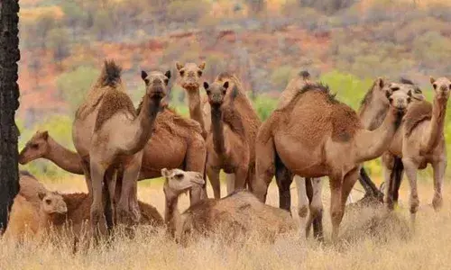 5,000 camels shot dead in Australia