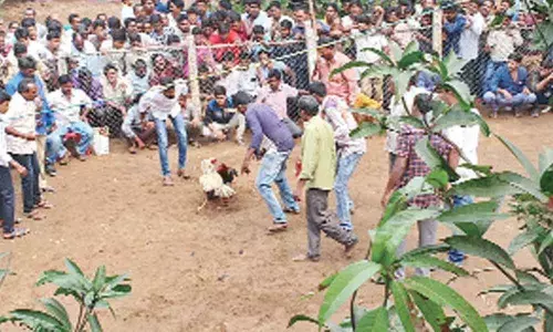 Konaseema flutters with cockfights