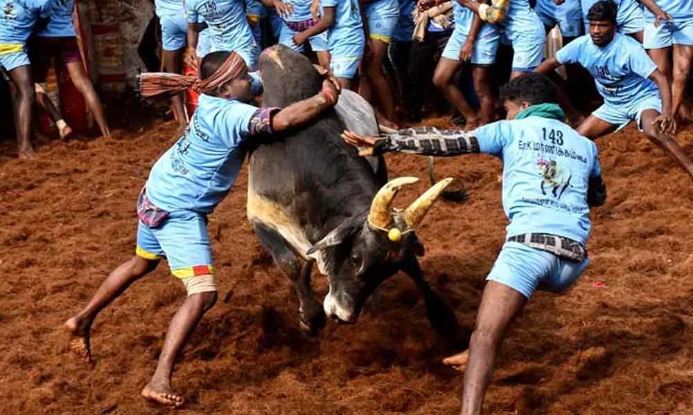 Tamil Nadu 32 Injured In Jallikattu Event In Madurai