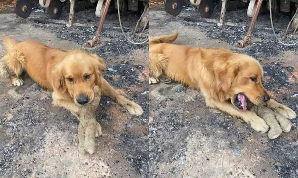 Australian Bushfire has destroyed the home, Dog has Find Favorite Toy in his Home