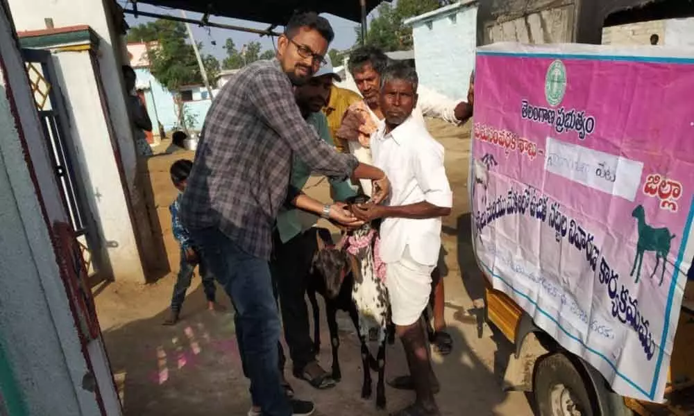 Cattle deworming begins in Narayanpet