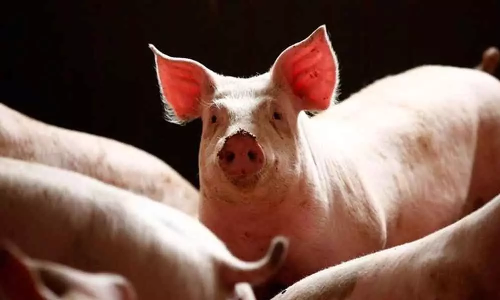 Disease that killed millions of Chinas pigs poses global threat