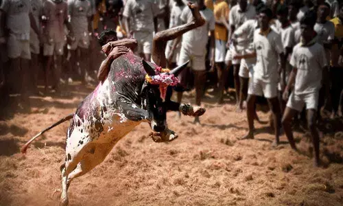 A milder version of Jallikattu sport begins at Rangampet village in Chittoor