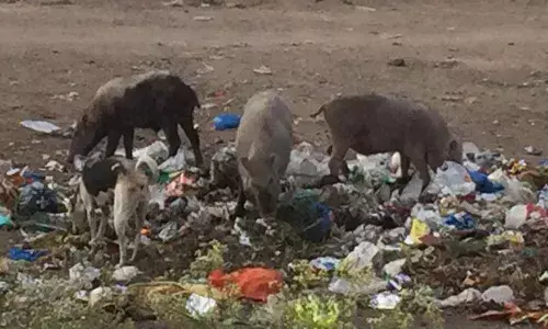 Pigs menace rattles Gollaguda in Alwal