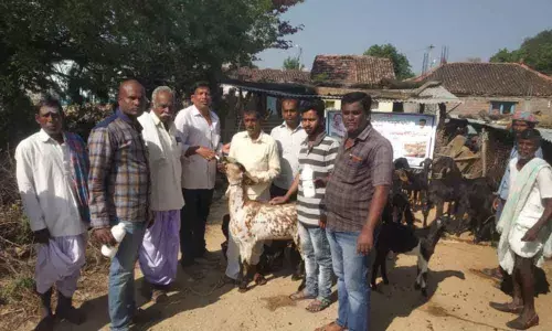 Kamareddy: Free deworming for sheep held