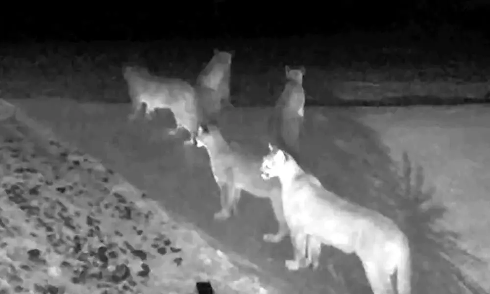 Why This Is Extraordinary? As 5 Mountain Lions Seen Together In Viral Video