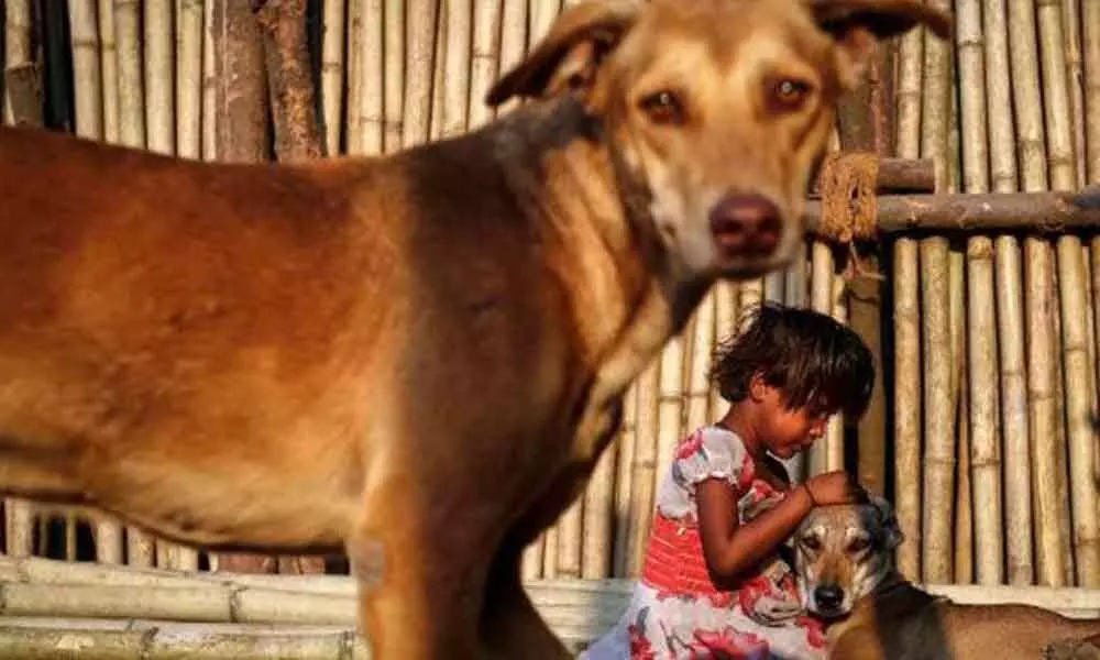 New Delhi: Stray dogs may have a natural ability to understand human gestures