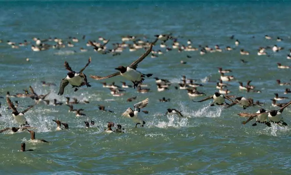 Largest bird die-off ever linked to marine heatwave: Researchers