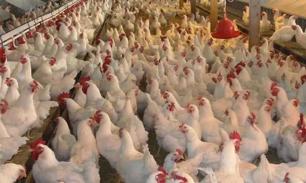 Healthy poultry: Dos and donts of the growing industry
