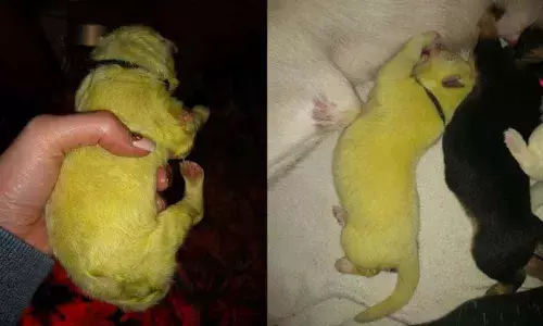 Meet Hulk, Whos Taken the Internet by Storm, A Lime Green Puppy with a Superpower