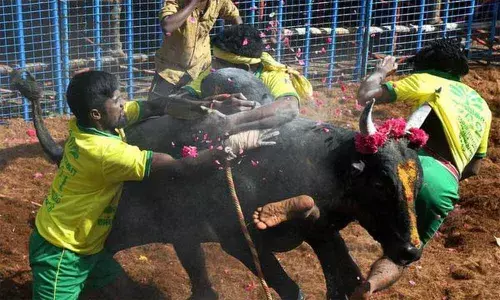 One killed, 30 injured in Jallikattu at TNs Alanganallur