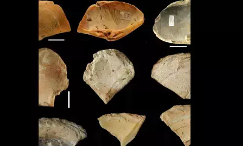 Neanderthals went diving to find shells from the sea floor: Study