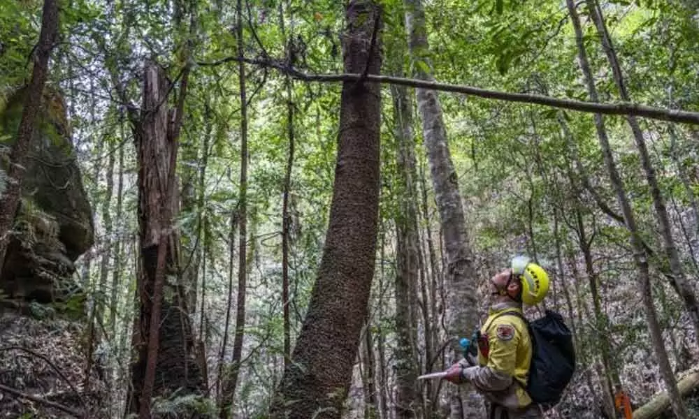 Australia firefighters save worlds only rare dinosaur trees