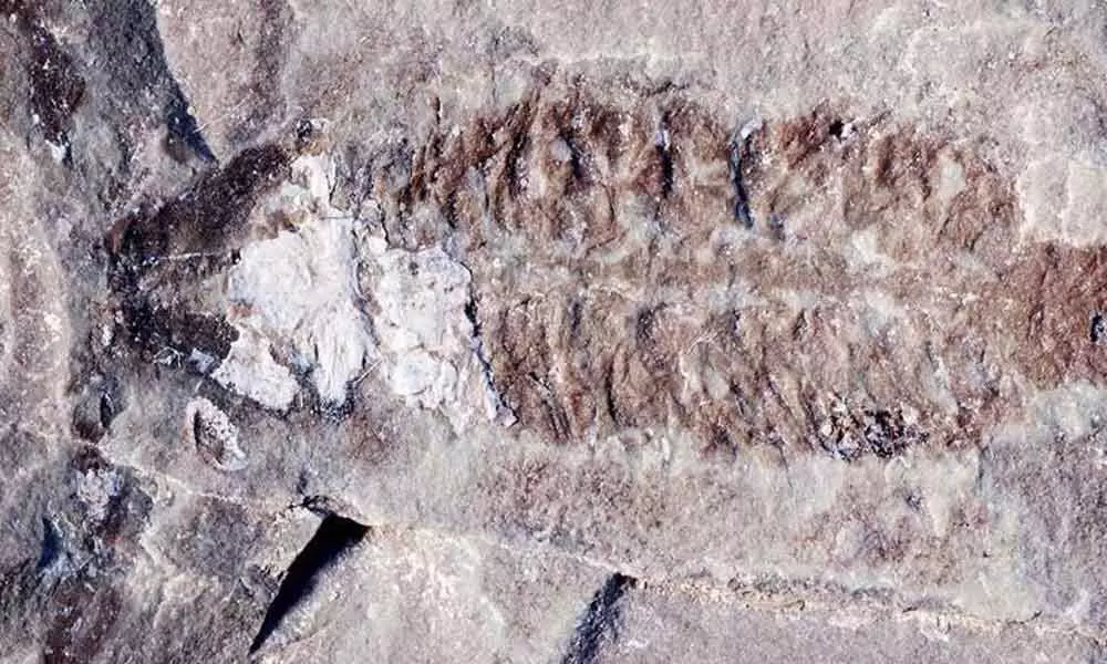 Oldest scorpion fossil found