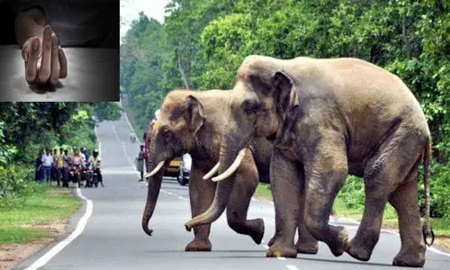 Bengal farmer killed in elephant attack