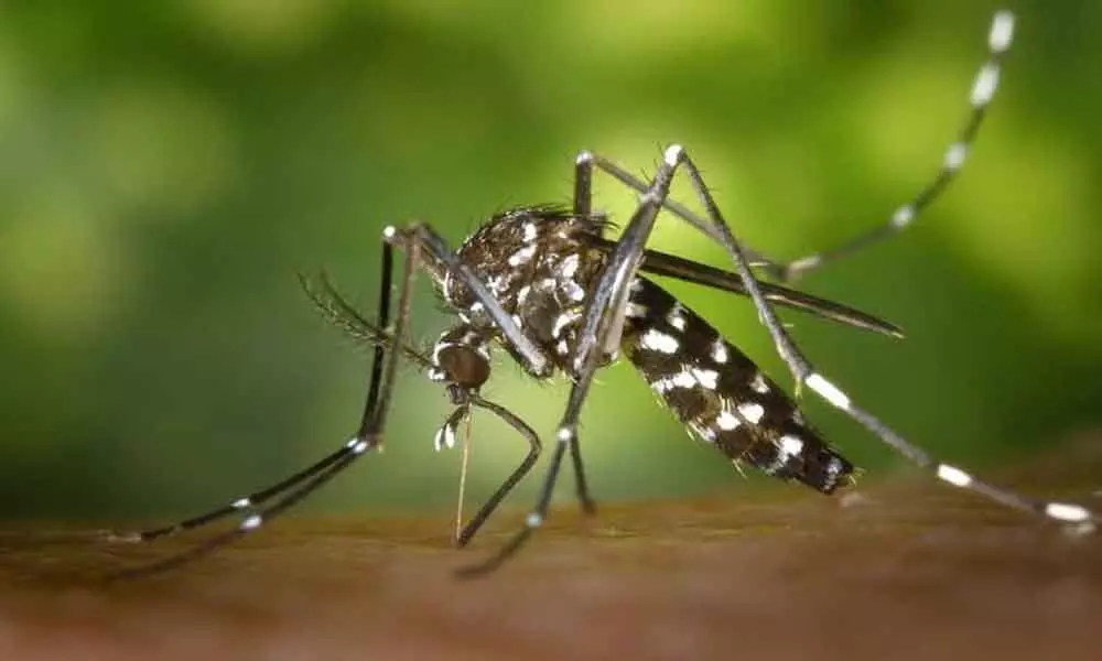 How To Naturally Repel Mosquitoes