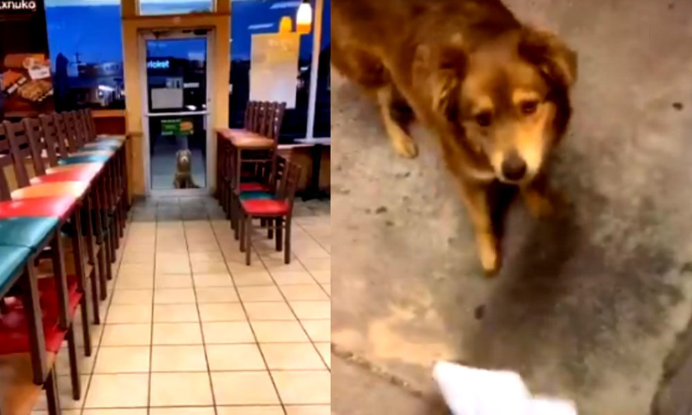 'Subway Sally' named, Stray Dog Has Been Visiting the Store Every Day ...