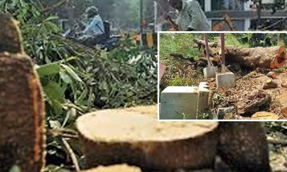 Hyderabad: Man fined Rs 50,000 for cutting tree