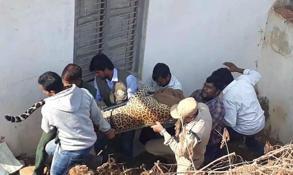 Leopard sparks panic in Shadnagar