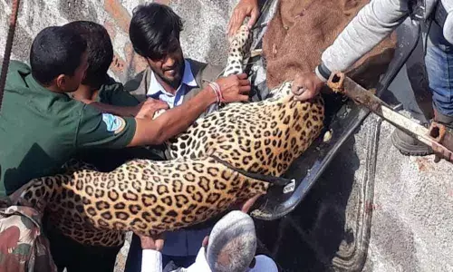 Tension prevails in Shadnagar as Cheetah enters inside house