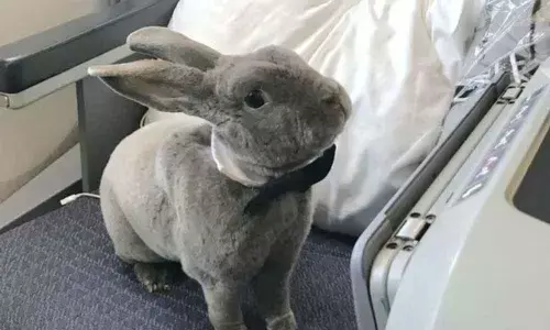 The Rabbit in a Bow-Tie, Coco, Who Flew First Class while having Her Own Seat