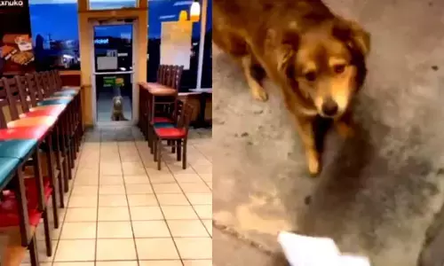 Subway Sally named, Stray Dog Has Been Visiting the Store Every Day for a Year