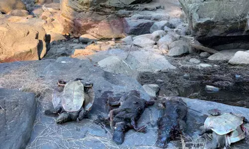 Australian Mammal Platypus on Brink of Extinction, because of Climate Change: New Study Reveals